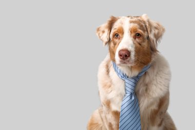 Gri arka planda kravatı olan sevimli bir Avustralya çoban köpeği.