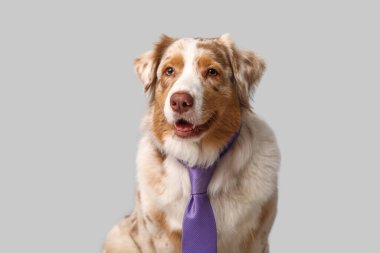 Gri arka planda kravatı olan şirin bir Avustralya çoban köpeği.