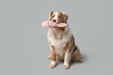 Tatlı Avustralya çoban köpeği gri arka planda terlik tutuyor.