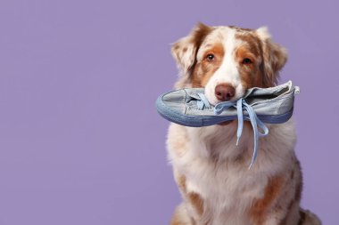 Şirin Avustralyalı çoban köpeği mor arka planda spor ayakkabı tutuyor.
