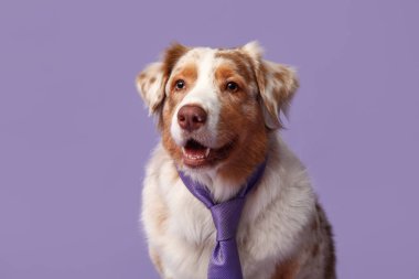 Mor arka planda kravatı olan sevimli bir Avustralya çoban köpeği.