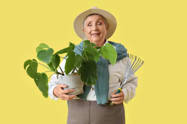 Jardineiro Sênior Com Planta Ancinho Fundo Amarelo — Fotografia de Stock