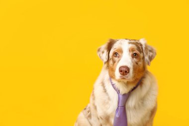 Sarı arka planda kravatlı komik Avustralyalı çoban köpeği