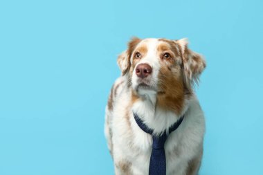 Mavi arka planda kravatlı şirin Avustralyalı çoban köpeği
