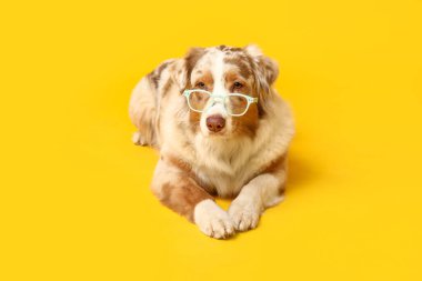 Sarı arka planda duran gözlüklü komik Avustralyalı çoban köpeği