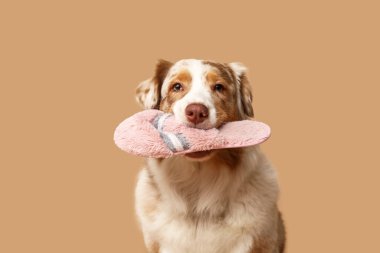 Tatlı Avustralya çoban köpeği bej arka planda terlik tutuyor.