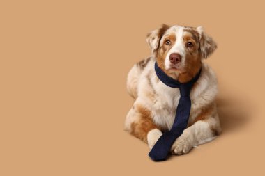 Bej arka planda uzanan kravatlı sevimli Avustralya çoban köpeği.