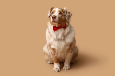 Bej arka planda papyonlu sevimli bir Avustralya çoban köpeği.