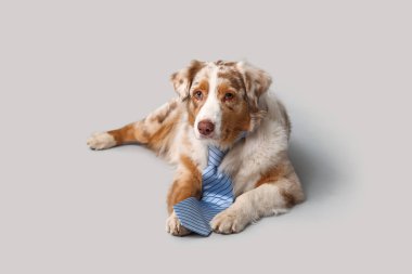 Gri arka planda uzanan kravatlı sevimli Avustralya çoban köpeği.