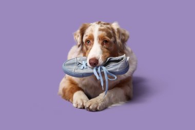 Tatlı Avustralyalı çoban köpeği yalan söylüyor ve mor arka planda spor ayakkabısı tutuyor.