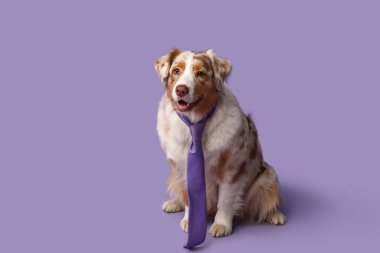 Mor arka planda kravatı olan sevimli bir Avustralya çoban köpeği.