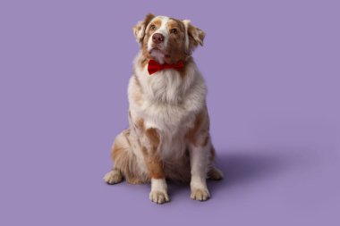 Mor arka planda papyonlu komik bir Avustralya çoban köpeği.