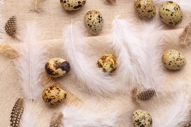 Taze bıldırcın yumurtası ve peçetedeki tüyler.