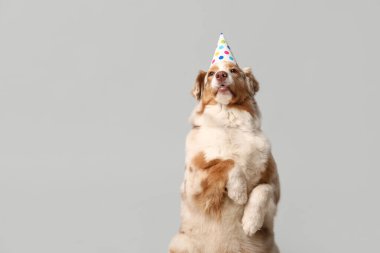 Gri arka planda parti şapkalı şirin Avustralyalı çoban köpeği.