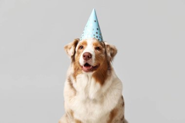 Gri arka planda parti şapkalı şirin Avustralyalı çoban köpeği.