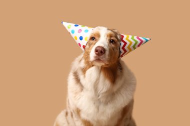 Kahverengi arka planda parti şapkalı şirin Avustralyalı çoban köpeği.