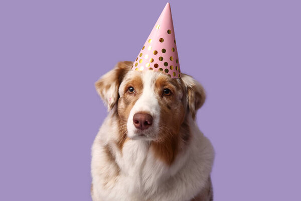 Cute Australian Shepherd dog in party hat on lilac background