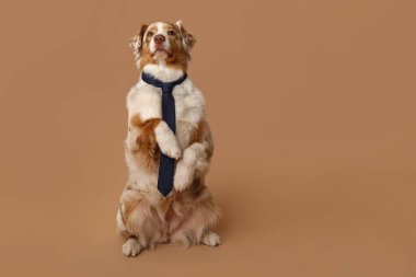 Bej arka planda kravatı olan sevimli bir Avustralya çoban köpeği.