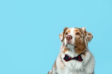 Mavi arka planda papyonlu şirin Avustralya çoban köpeği.