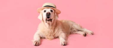 Pembe arka planda şapkalı komik labrador köpeği 