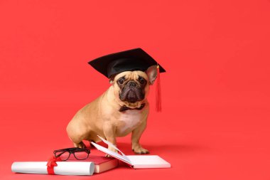 Havan tahtasındaki, diplomalı, kırmızı arka planda kitap ve gözlüklü sevimli Fransız Bulldog.