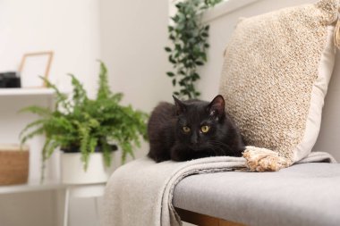 Battaniyeli şirin siyah kedi ve duvarın yanındaki bankta yastık.