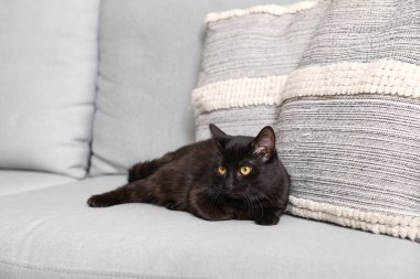 Gri kanepede, yastığın yanında yatan sevimli siyah kedi.