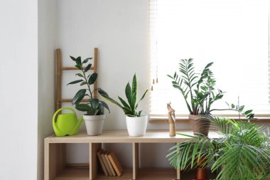 Odadaki yeşil bitkiler