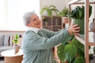 Evindeki rafta bitki yetiştiren bahçıvan.