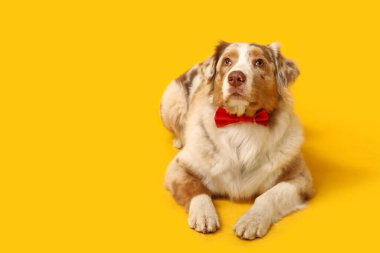 Sarı arka planda papyonlu sevimli Avustralya çoban köpeği