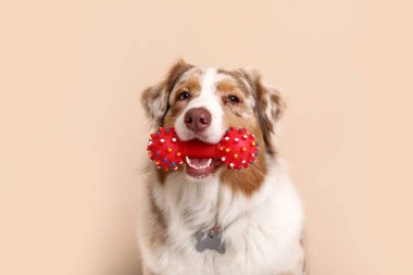 Oyuncak bej duvarın yanında oturan sevimli Avustralya çoban köpeği.