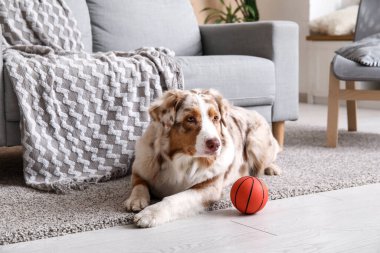 Oturma odasında kanepenin yanında oyuncak taşıyan sevimli Avustralya çoban köpeği.