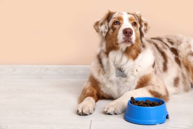 Yumuşak Avustralya çoban köpeği bej duvarın yanında kuru yiyeceklerle yatıyor.