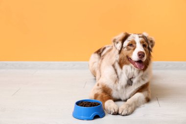 Tatlı Avustralya çoban köpeği turuncu duvarın yanında kuru yiyeceklerle yatıyor.