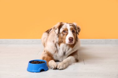 Tatlı Avustralya çoban köpeği turuncu duvarın yanında kuru yiyeceklerle yatıyor.