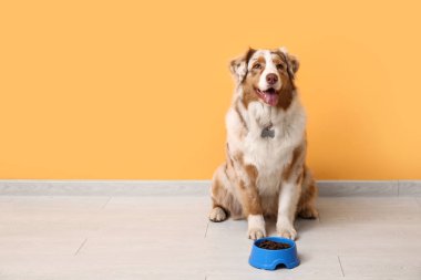 Tatlı Avustralya çoban köpeği turuncu duvarın yanında kuru yiyecek kasesiyle oturuyor.