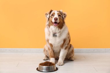Tatlı Avustralya çoban köpeği turuncu duvarın yanında kuru yiyecek kasesiyle oturuyor.