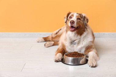 Tatlı Avustralya çoban köpeği turuncu duvarın yanında kuru yiyeceklerle yatıyor.