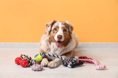 Turuncu duvarın yanında evcil hayvan aksesuarları olan tüylü Avustralya çoban köpeği