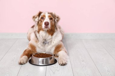 Şirin Avustralyalı çoban köpeği pembe duvarın yanında bir kase kuru yiyecekle yatıyor.