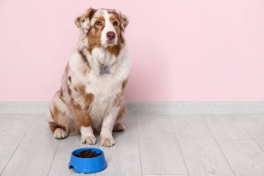 Şirin Avustralya çoban köpeği elinde bir kase kuru yiyecekle pembe duvarın yanında oturuyor.