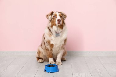 Şirin Avustralya çoban köpeği elinde bir kase kuru yiyecekle pembe duvarın yanında oturuyor.