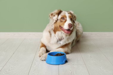 Şirin Avustralyalı çoban köpeği yeşil duvarın yanında kuru yiyeceklerle yatıyor.