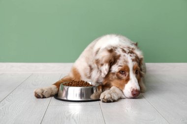 Şirin Avustralyalı çoban köpeği yeşil duvarın yanında kuru yiyeceklerle yatıyor.