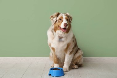 Tatlı Avustralya çoban köpeği yeşil duvarın yanında kaseden yemek yiyor.