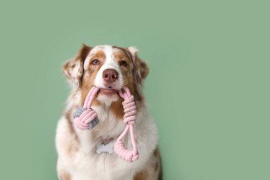 Yeşil duvarın yanında elinde ip oyuncakla oturan sevimli tüylü Avustralyalı çoban köpeği.