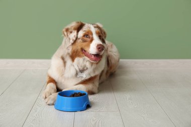 Şirin Avustralyalı çoban köpeği yeşil duvarın yanında kuru yiyeceklerle yatıyor.