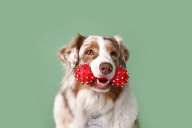 Yeşil duvarın yanında oturan sevimli tüylü Avustralya çoban köpeği.