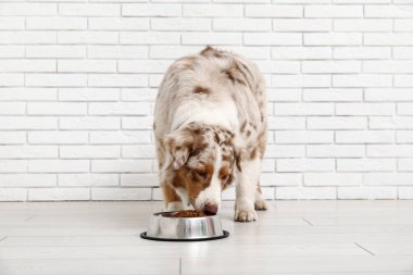 Tatlı Avustralya çoban köpeği beyaz tuğla duvarın yanında kaseden yemek yiyor.