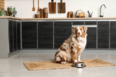 Tatlı Avustralya çoban köpeği mutfakta bir kase kuru yemekle oturuyor.